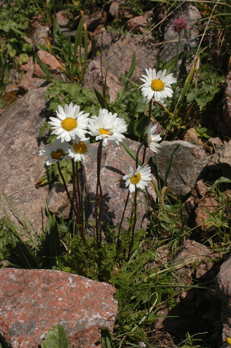 Изображение особи Pyrethrum karelinii.