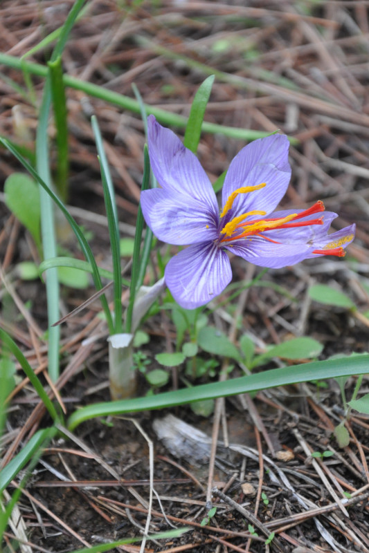 Image of Crocus cartwrightianus specimen.