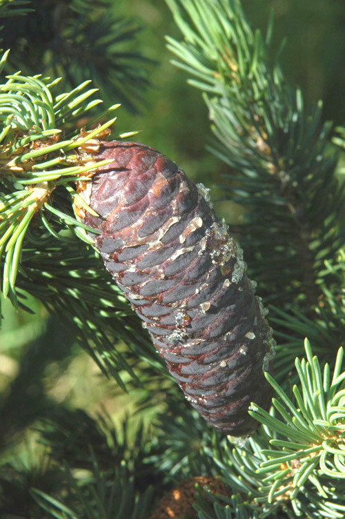 Изображение особи Picea schrenkiana.