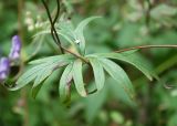 Aconitum volubile. Верхний стеблевой лист на вьющейся части побега. Алтай, окр. п. Манжерок. 23.08.2009.