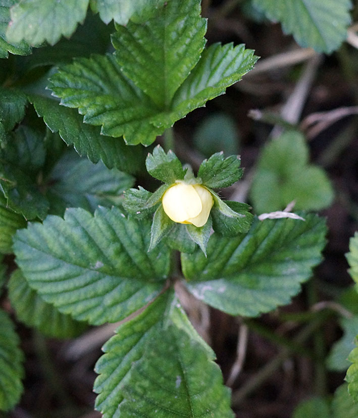 Image of Duchesnea indica specimen.