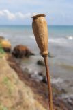 Papaver laevigatum