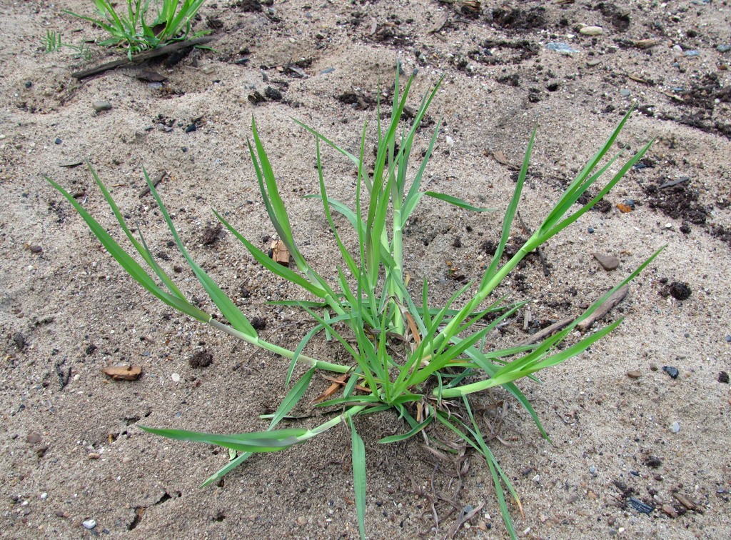 Image of Dactylis glomerata specimen.