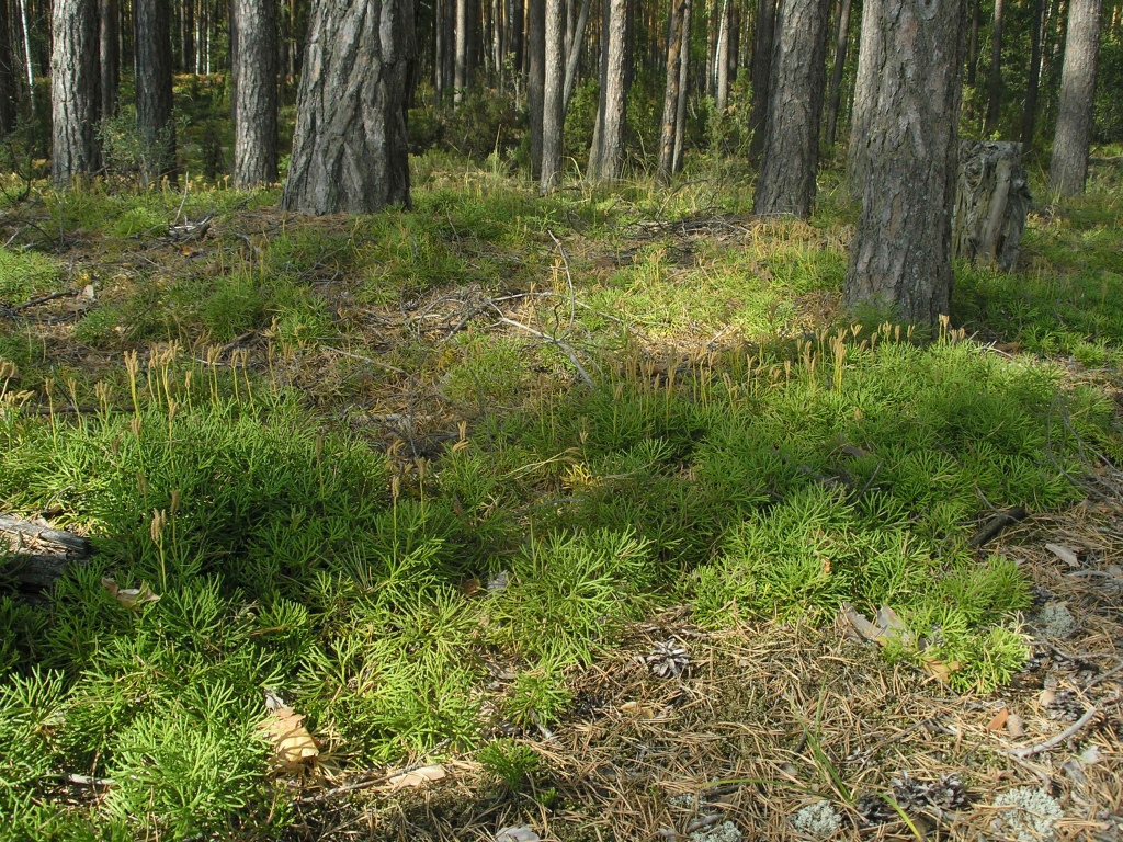 Изображение особи Diphasiastrum complanatum.