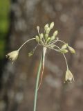 Allium lenkoranicum