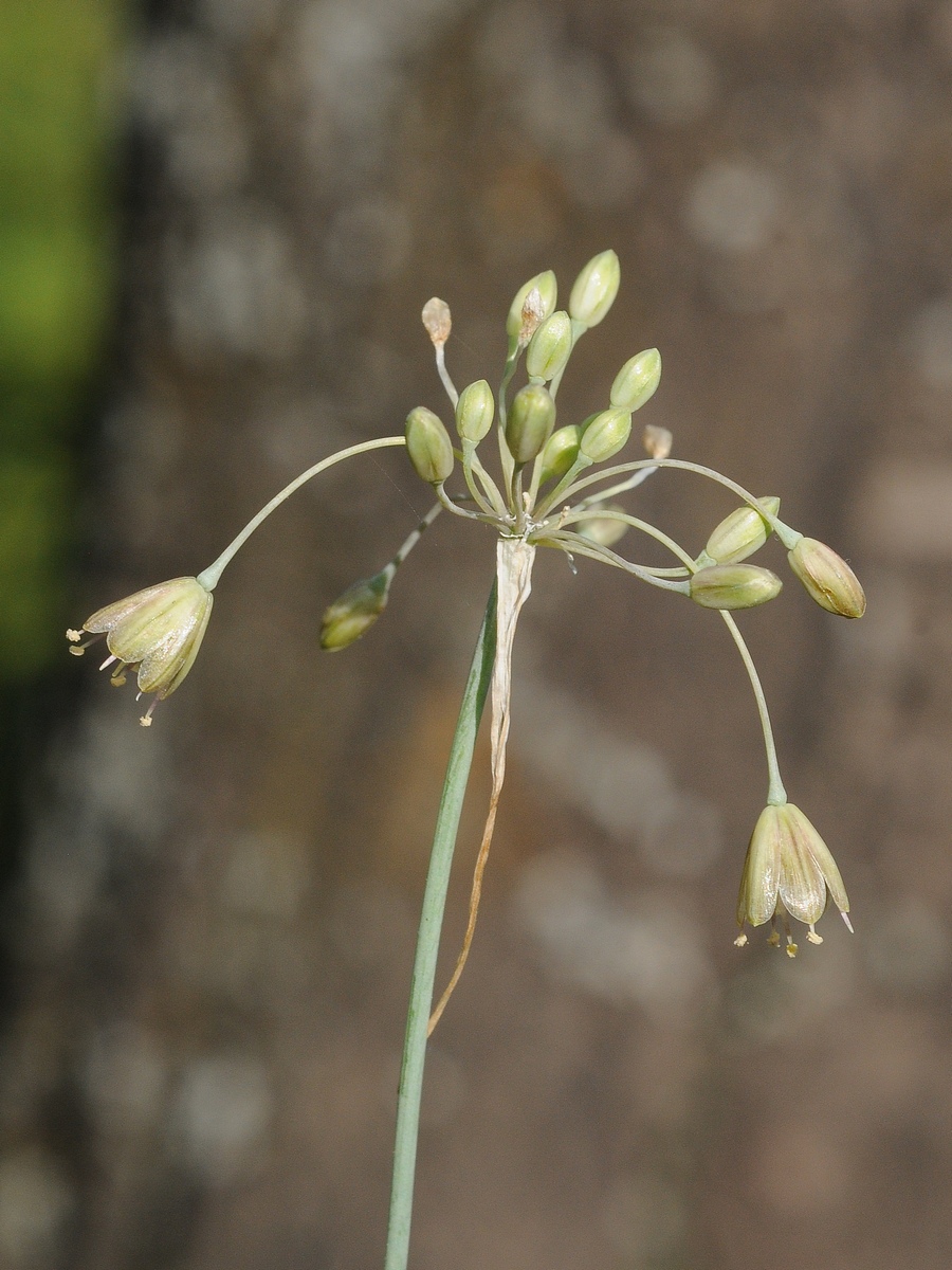Image of Allium lenkoranicum specimen.