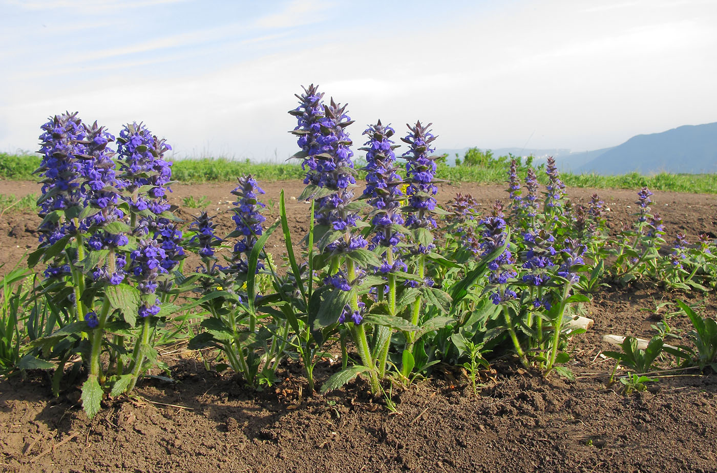 Изображение особи Ajuga genevensis.