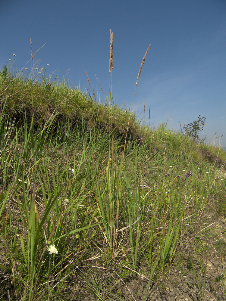 Изображение особи Calamagrostis epigeios.