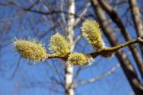Salix caprea. Мужские соцветия. Новгородская обл., Боровичский р-н, ок. 1 км восточнее дер. Сушани, на луговом пригорке. 11.04.2015.