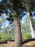 Araucaria cunninghamii. Нижняя часть растения. Австралия, г. Брисбен, ботанический сад. 18.07.2015.