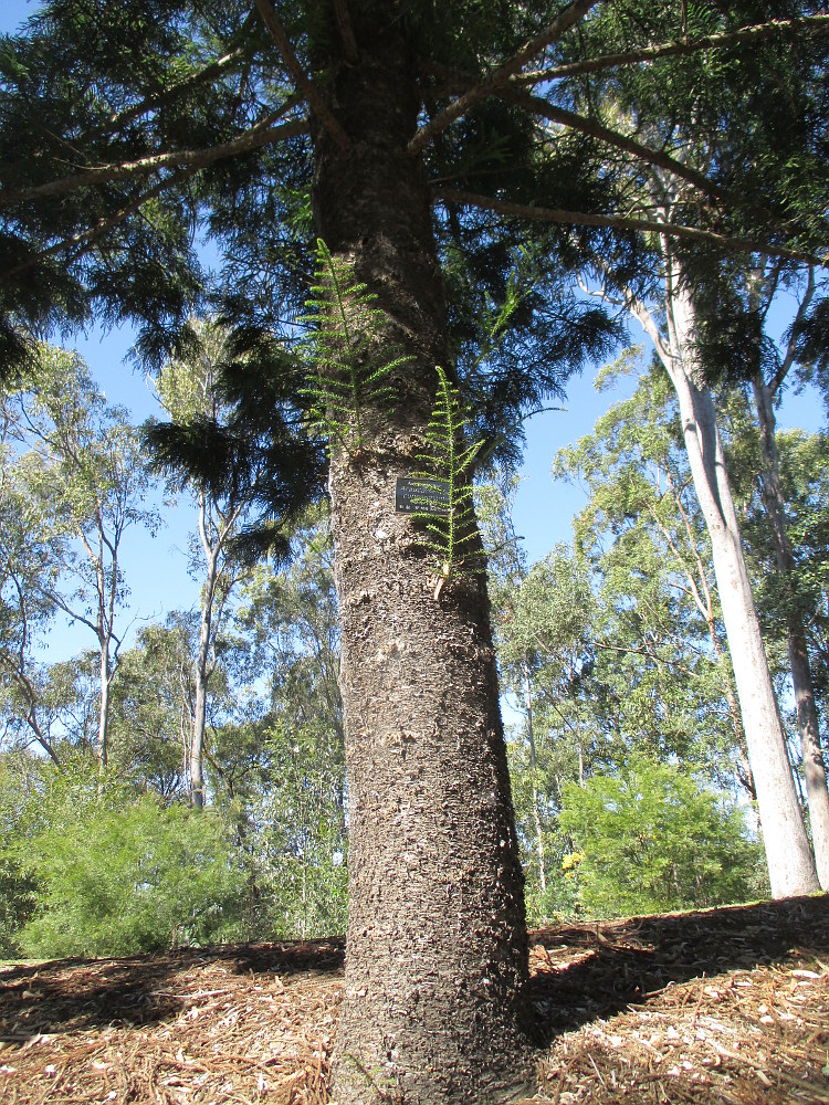 Изображение особи Araucaria cunninghamii.