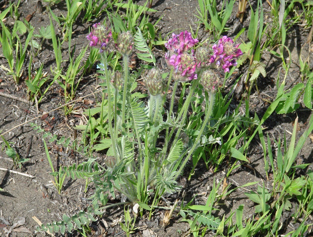 Image of Oxytropis strobilacea specimen.