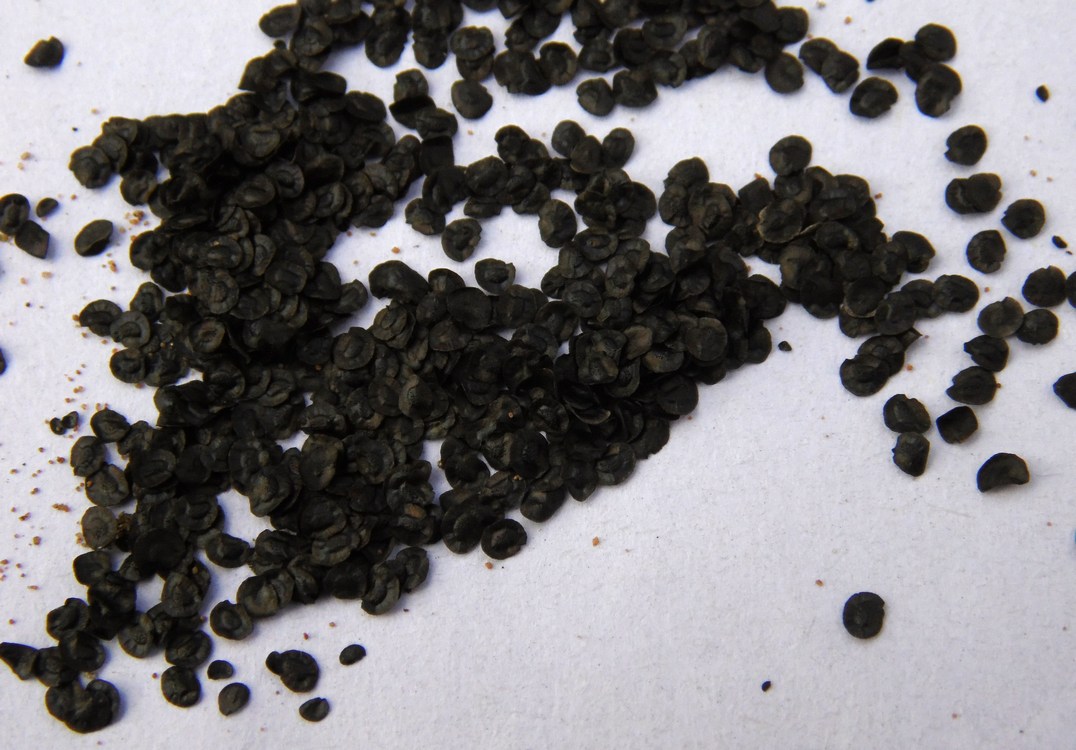 Image of Linaria vulgaris specimen.