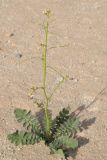 Brassica sisymbrioides