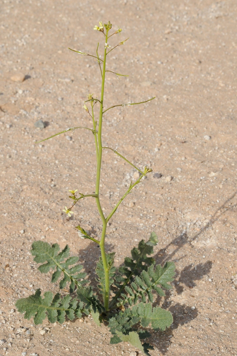 Image of Brassica sisymbrioides specimen.