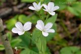 Cerastium pauciflorum. Соцветие. Приморский край, Уссурийский р-н. 07.06.2008.