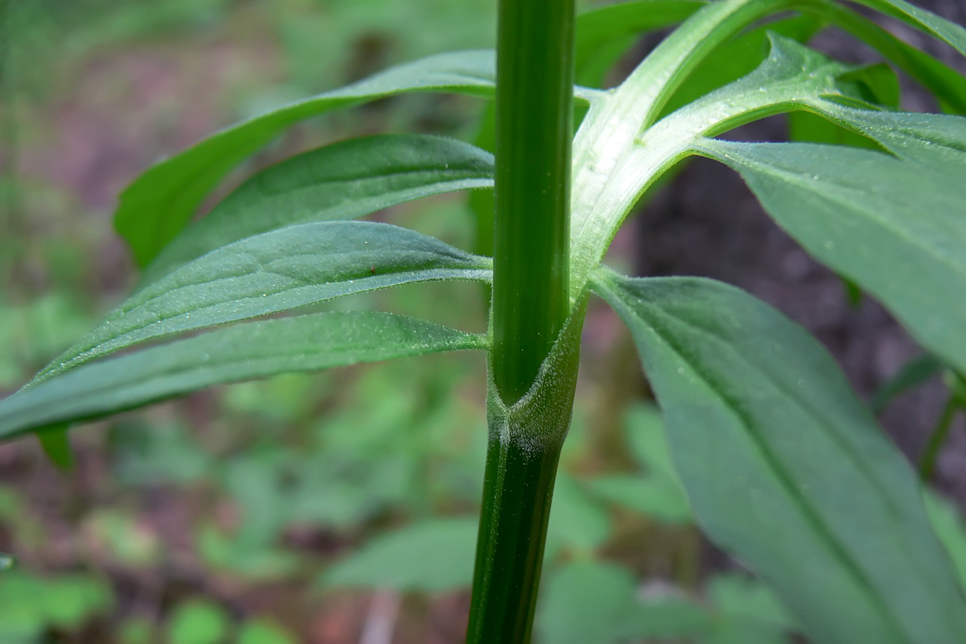 Image of Valeriana wolgensis specimen.