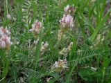 Oxytropis candicans. Часть цветущего растения. Иркутская обл., Иркутский р-н, долина р. Иркут. 03.05.2014.