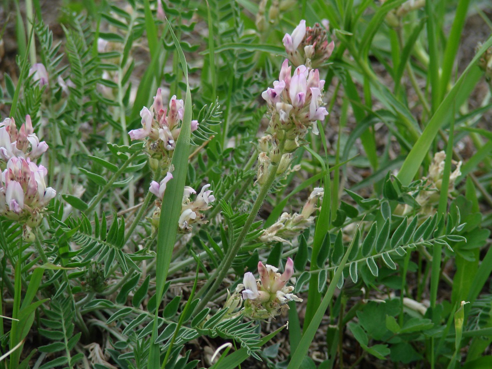 Изображение особи Oxytropis candicans.
