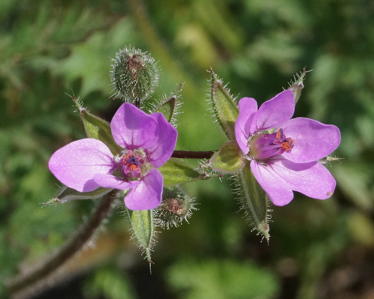 Изображение особи Erodium cicutarium.