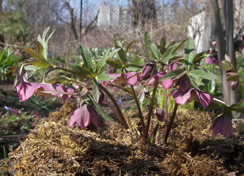 Image of Helleborus purpurascens specimen.