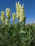 Astragalus follicularis