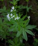 Galium odoratum. Верхушка цветущего растения. Алтайский край, окр. пос. Тигирек, заповедник \"Тигирекский\", смешанный березово-пихтовый лес в долине р. Малый Тигирек. 28.05.2015.