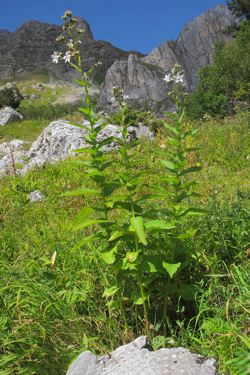 Image of Gadellia lactiflora specimen.