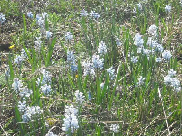 Image of Hyacinthella leucophaea specimen.