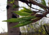 genus Populus