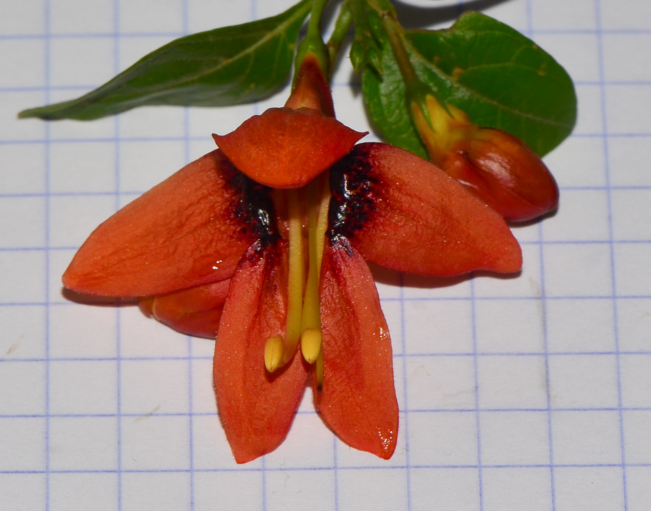Изображение особи Ruttya fruticosa.