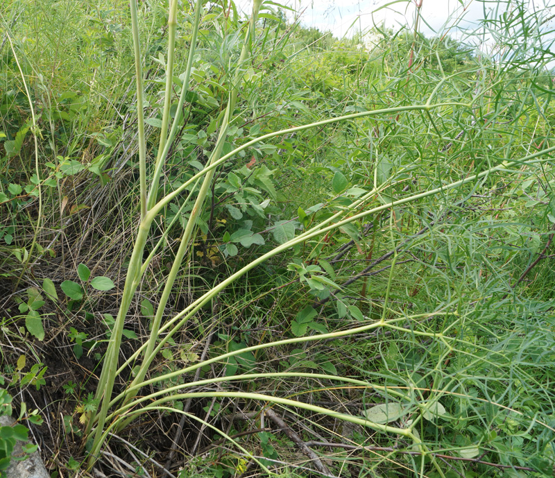 Изображение особи Peucedanum morisonii.