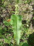 Rumex aquaticus. Лист. Якутия (Саха), Нерюнгринский р-н, окр. пос. Чульман, руч. Китаянка. 19.07.2012.