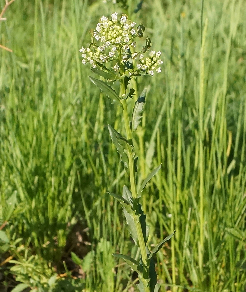 Image of Thlaspi arvense specimen.