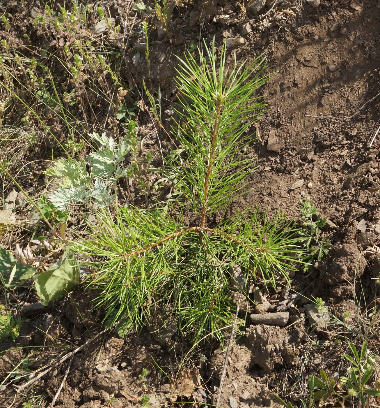 Изображение особи Pinus sylvestris.