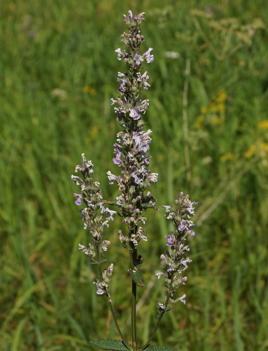 Image of Nepeta nuda specimen.