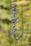 Delphinium flexuosum