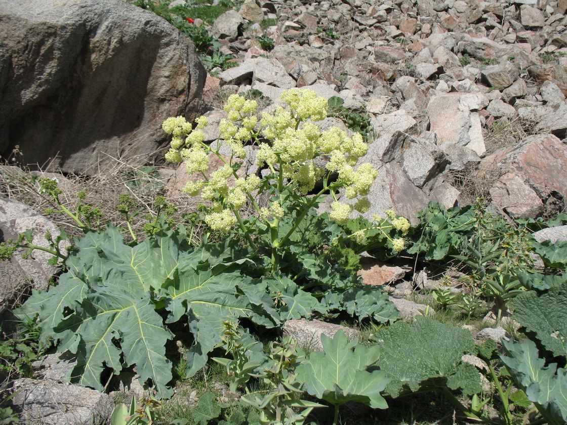 Изображение особи Megacarpaea orbiculata.