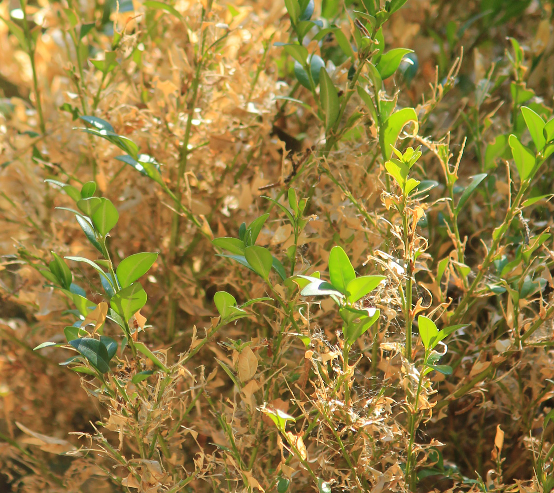 Image of Buxus sempervirens specimen.