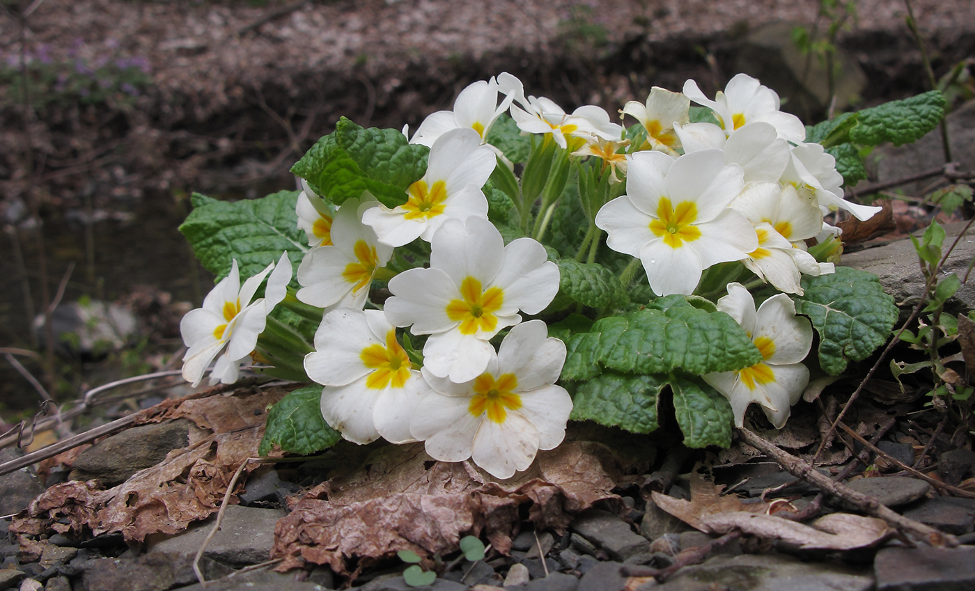 Image of Primula vulgaris specimen.