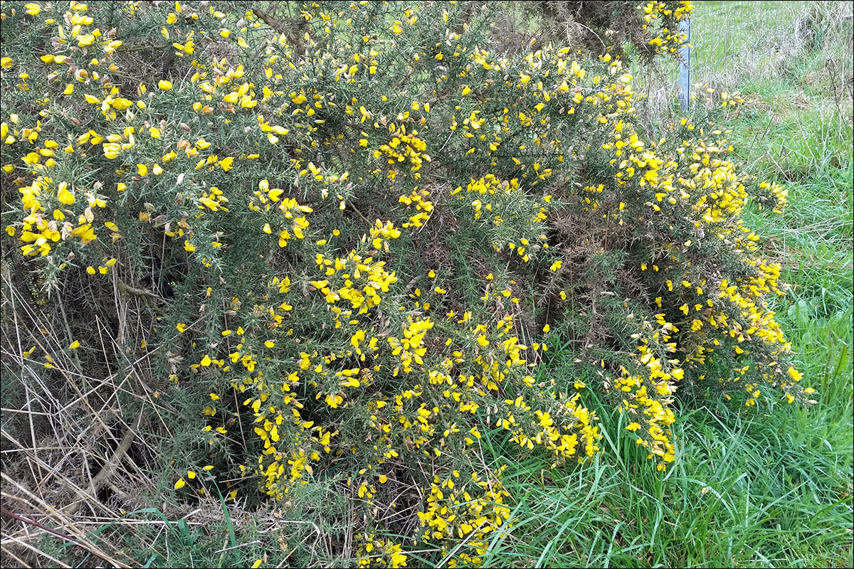 Image of Ulex europaeus specimen.
