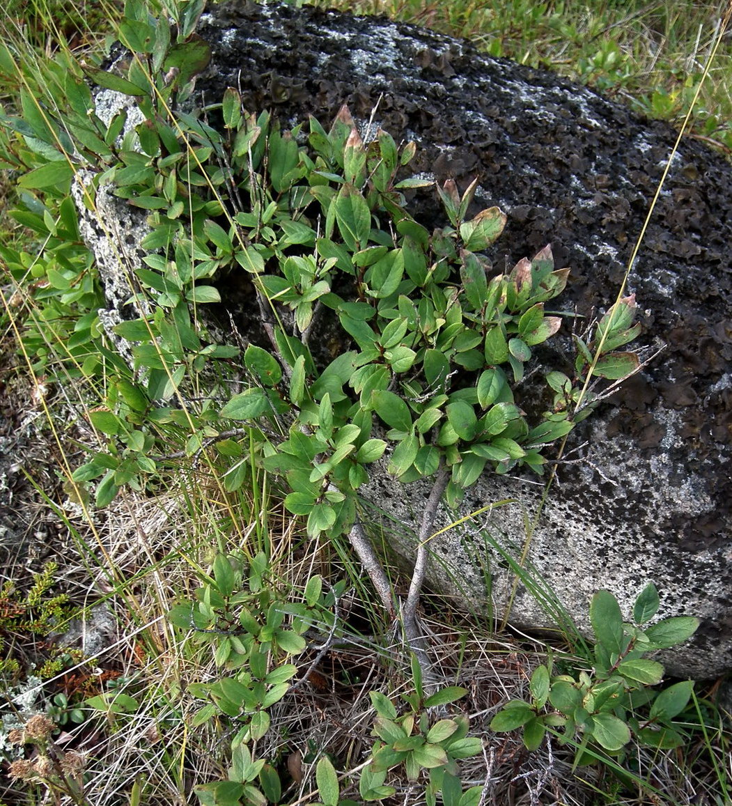 Image of genus Salix specimen.