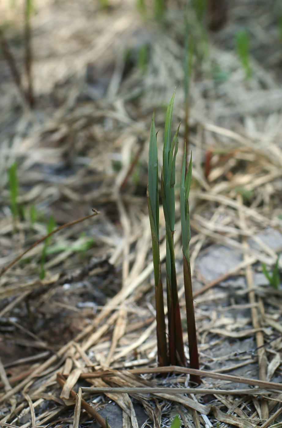 Изображение особи род Carex.