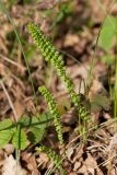 Filipendula vulgaris. Молодые листья. Татарстан, Нижнекамский р-н, окр. дер. Благодатная, лесостепной участок с чередованием степи и перелесков с преобладанием дуба. Открытый участок. 8 мая 2016 г.