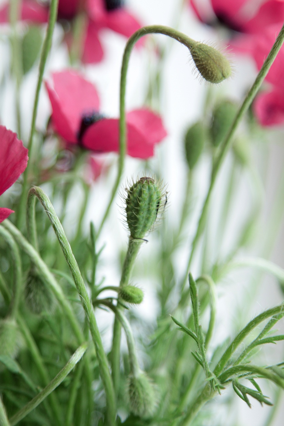 Изображение особи Papaver hybridum.