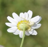 Image of taxon representative. Author is Роланд Цандекидис