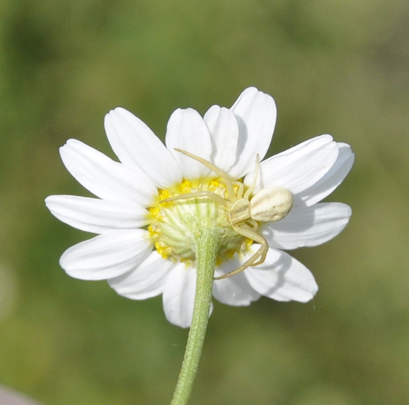 Изображение особи семейство Asteraceae.