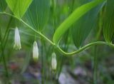 Polygonatum odoratum. Побег с цветами. Пермский край, г. Пермь, Кировский р-н, сосновый бор. 28.05.2016.