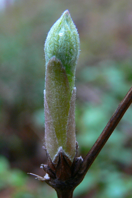 Изображение особи Atragene sibirica.