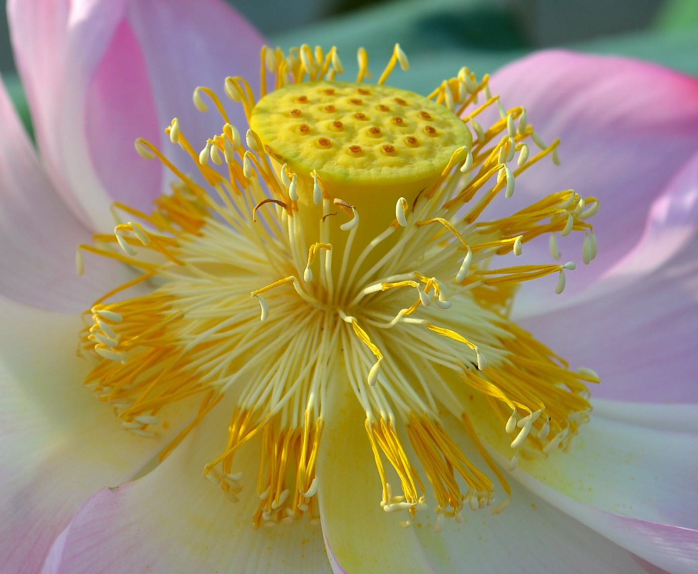 Image of Nelumbo caspica specimen.